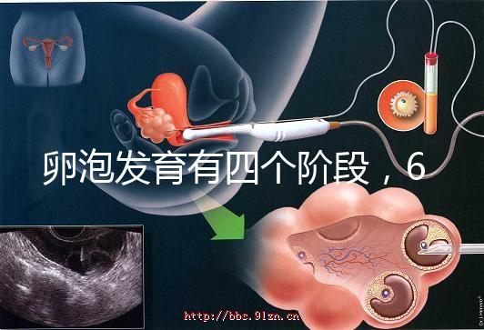 卵泡發育有四個階段，6種常見食物可促進卵泡發育