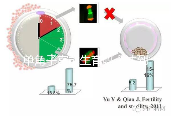單角子宮能生育嗎？達到這4個條件即可懷孕生孩子