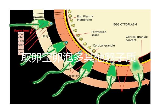 取卵空卵泡多其他卵子質量好不好說，多方面衡量準確