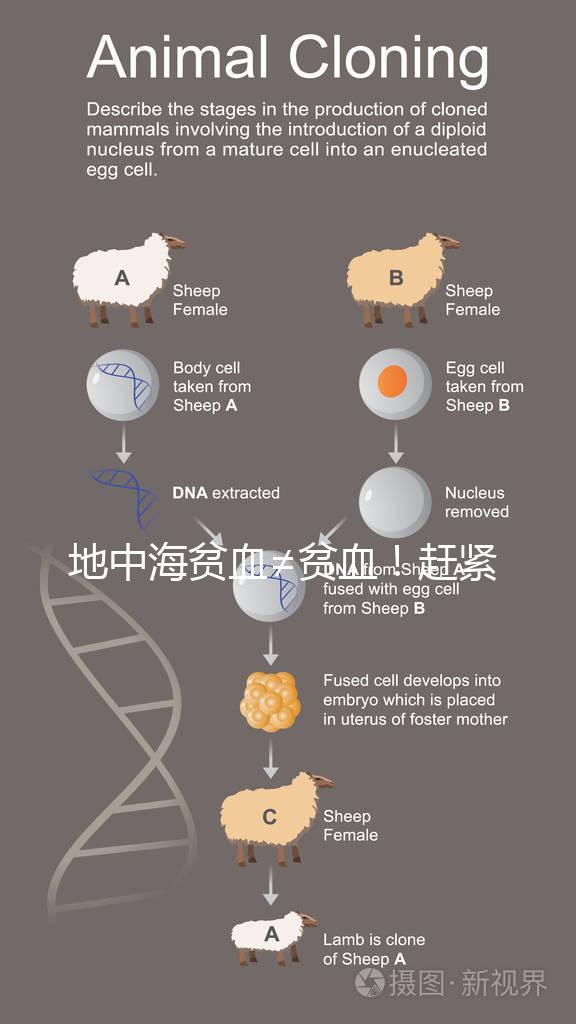 地中海貧血≠貧血！趕緊來(lái)看看地貧和貧血有什么區(qū)別