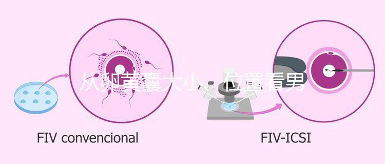 從卵黃囊大小、位置看男女，寶寶性別分辨一眼就準(zhǔn)