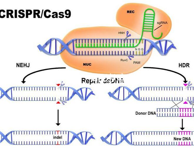家在江蘇，40歲高齡哪里做試管嬰兒能夠一次成功？