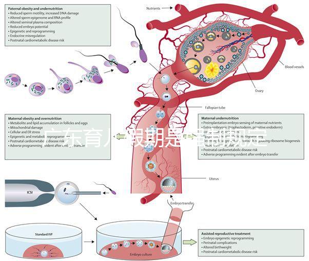 廣東育兒假期是強制規定！深圳包不包括雙休日這均有答復