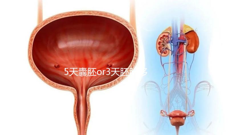 5天囊胚or3天胚胎移植哪個(gè)好看這，一文說清二者區(qū)別