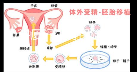 2024廈門生育保險津貼報銷全流程通辦，思明等區可網上申請