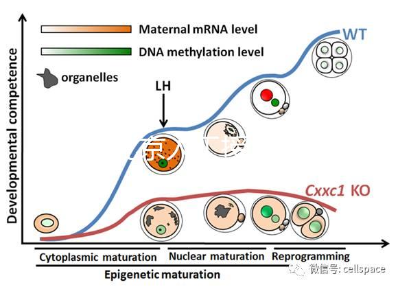 2024北京人工授精私立醫(yī)院排名專欄，哪家好看完有數(shù)